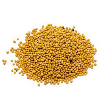 Picture of Seed, Mustard Yellow 1kg