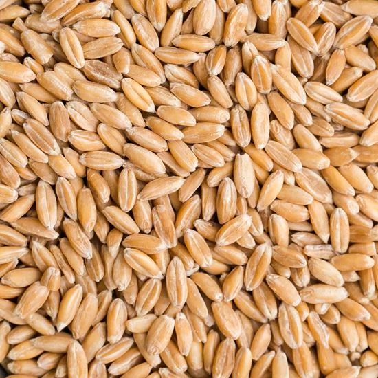 Picture of Spelt Grain, 1Kg
