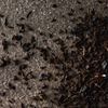 Picture of CT Single Tea Bags Earl Grey Org