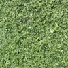 Picture of Frozen Chopped Parsley - Flat Leaf 12Kg